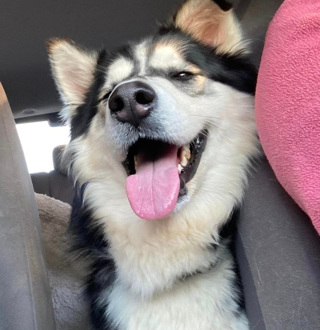 Storm, Adoptable, Young Male Siberian Husky & Alaskan Malamute.