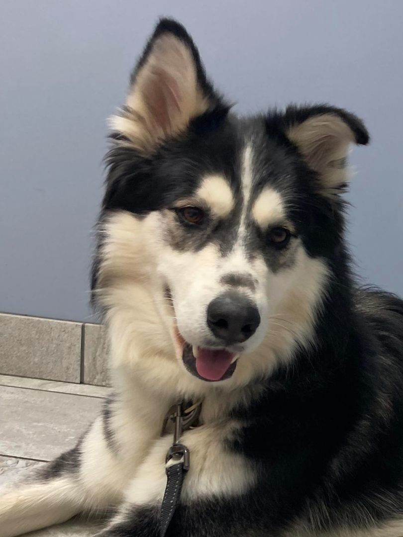 Storm, a Adoptable mixed breed in Morganton, NC image 2/3