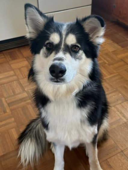 Storm, a Adoptable mixed breed in Morganton, NC image 3/3