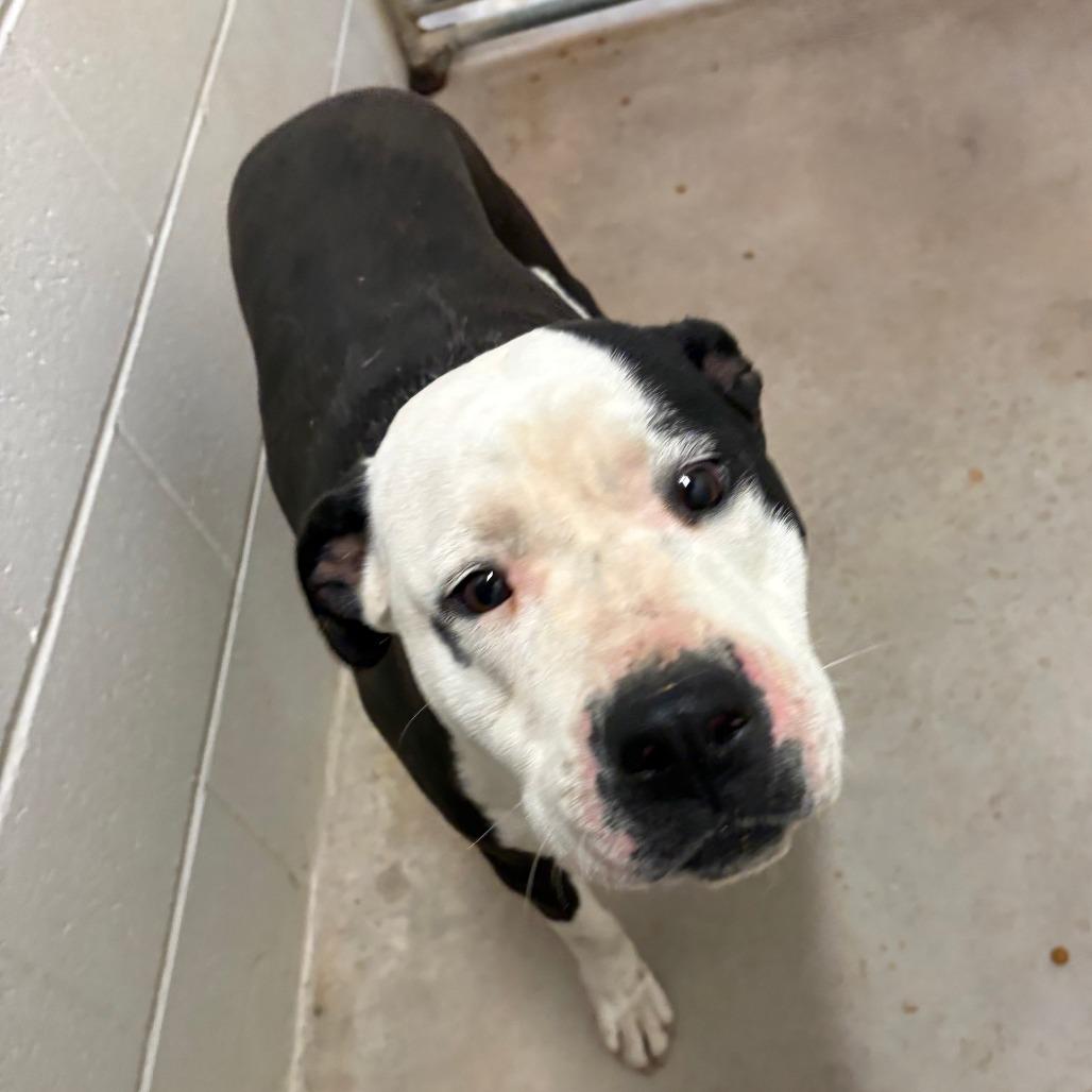 Enlarge Mochi - 040901U-3, a Adoptable mixed breed in Tupelo, MS image 2/6