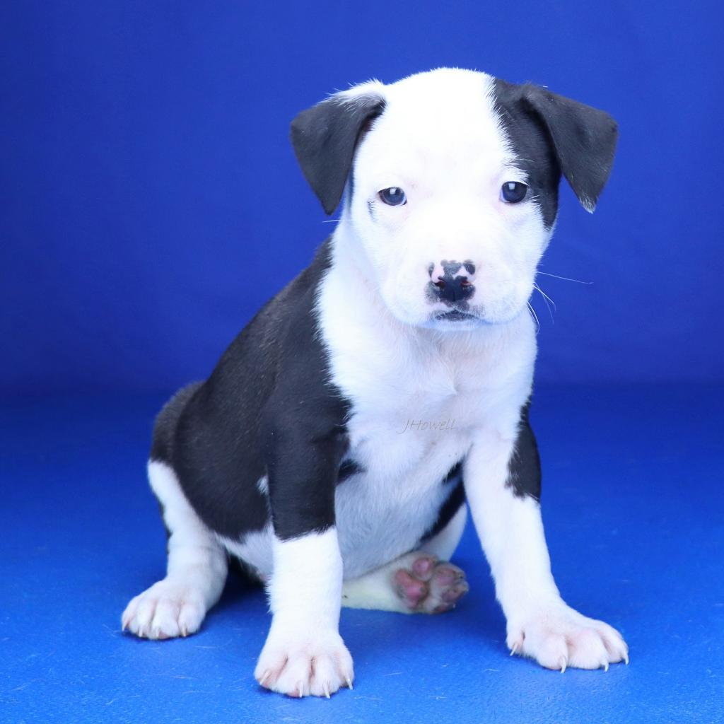 Enlarge Mochi - 040901U-3, a Adoptable mixed breed in Tupelo, MS image 3/6