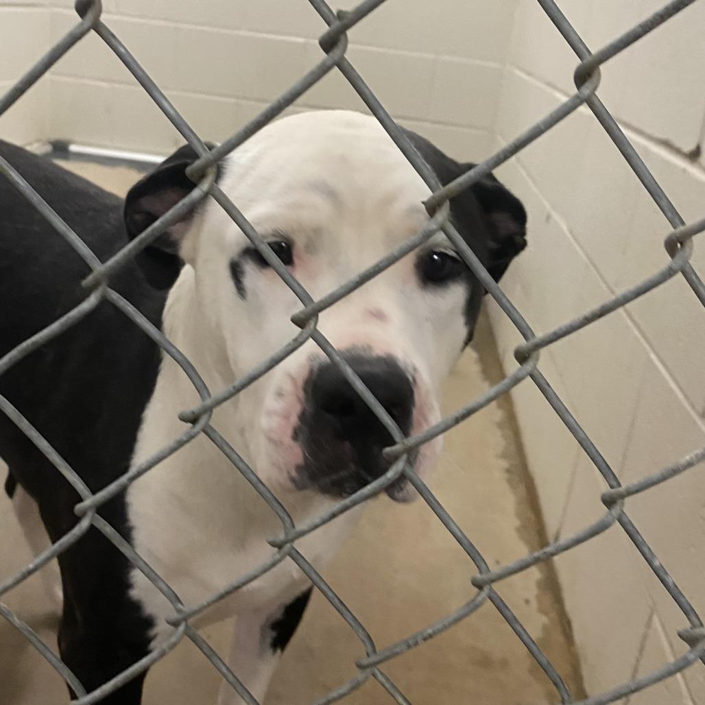 Enlarge Mochi - 040901U-3, a Adoptable mixed breed in Tupelo, MS image 4/6