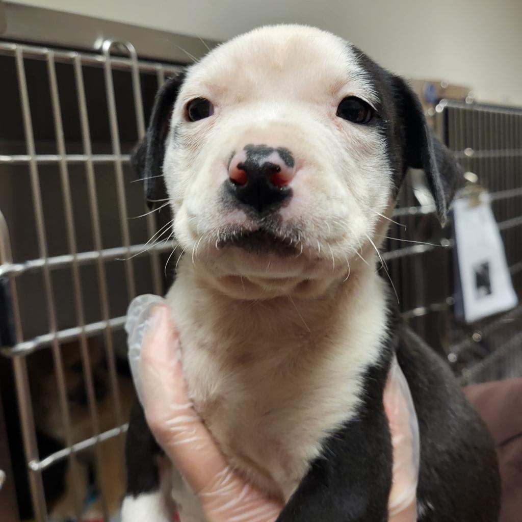 Enlarge Mochi - 040901U-3, a Adoptable mixed breed in Tupelo, MS image 5/6