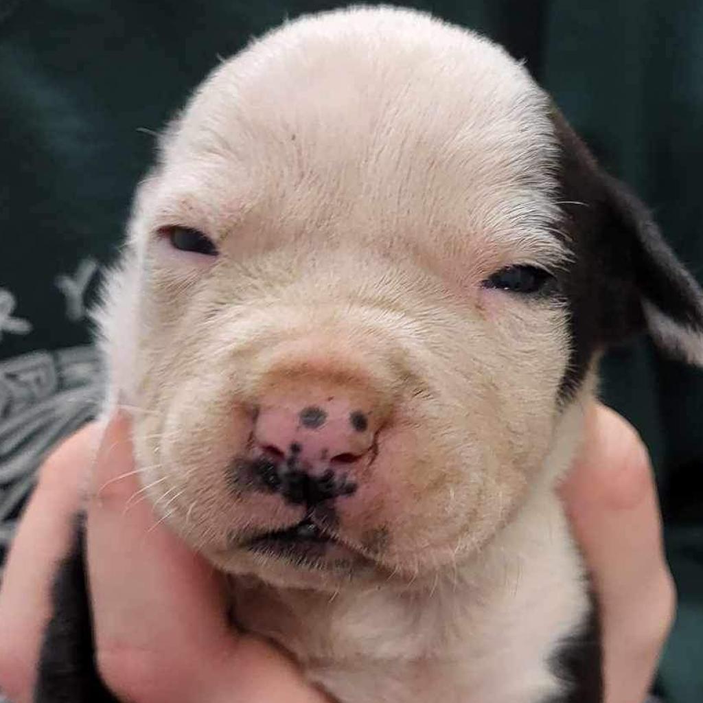 Enlarge Mochi - 040901U-3, a Adoptable mixed breed in Tupelo, MS image 6/6