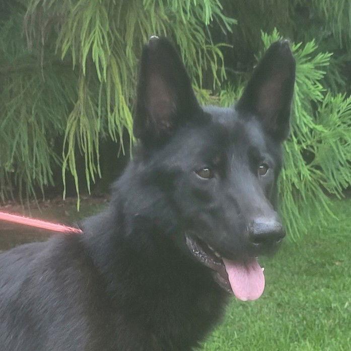 Enlarge Kona, a Adopted German Shepherd Dog in Locust Fork, AL image 1/2