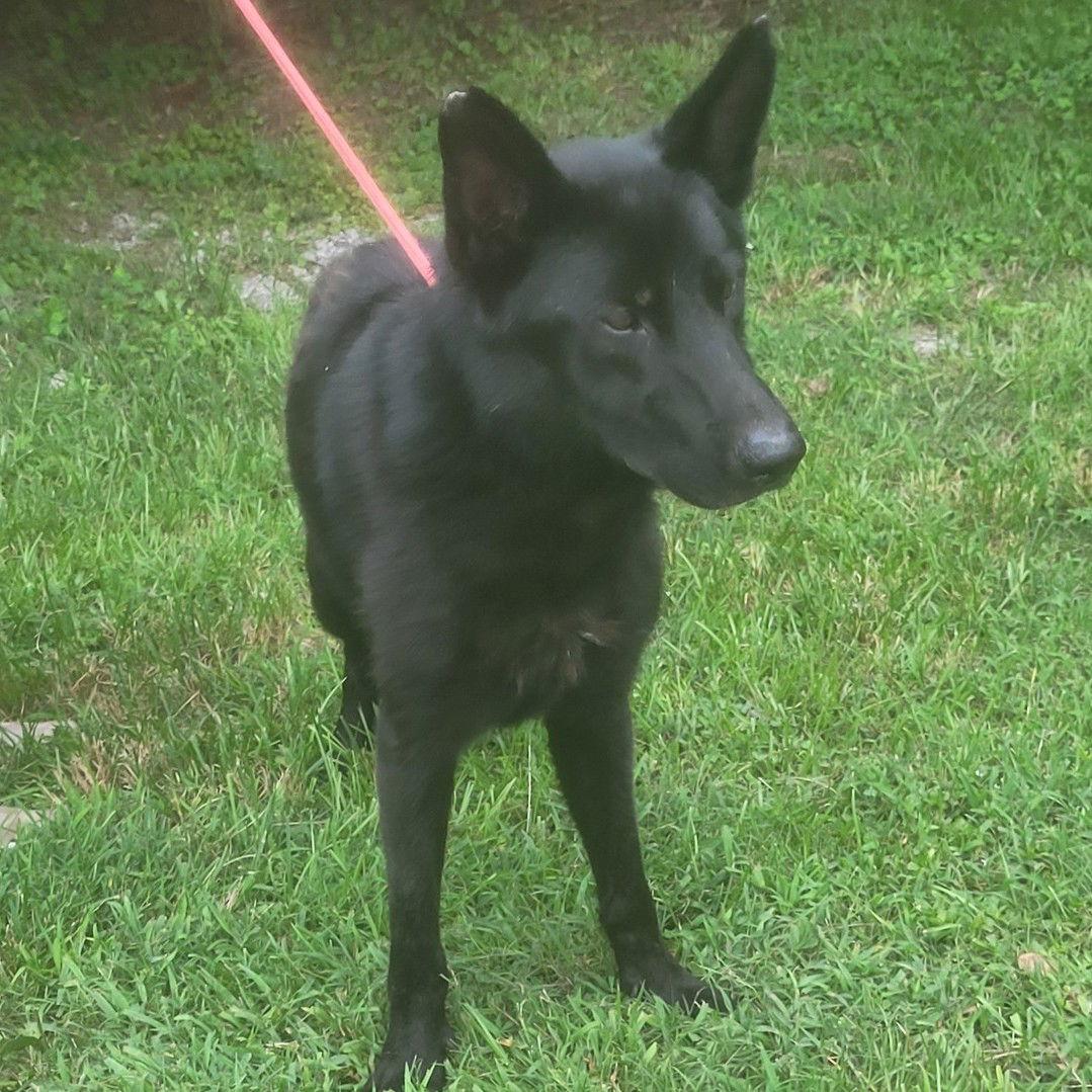 Enlarge Kona, a Adopted German Shepherd Dog in Locust Fork, AL image 2/2