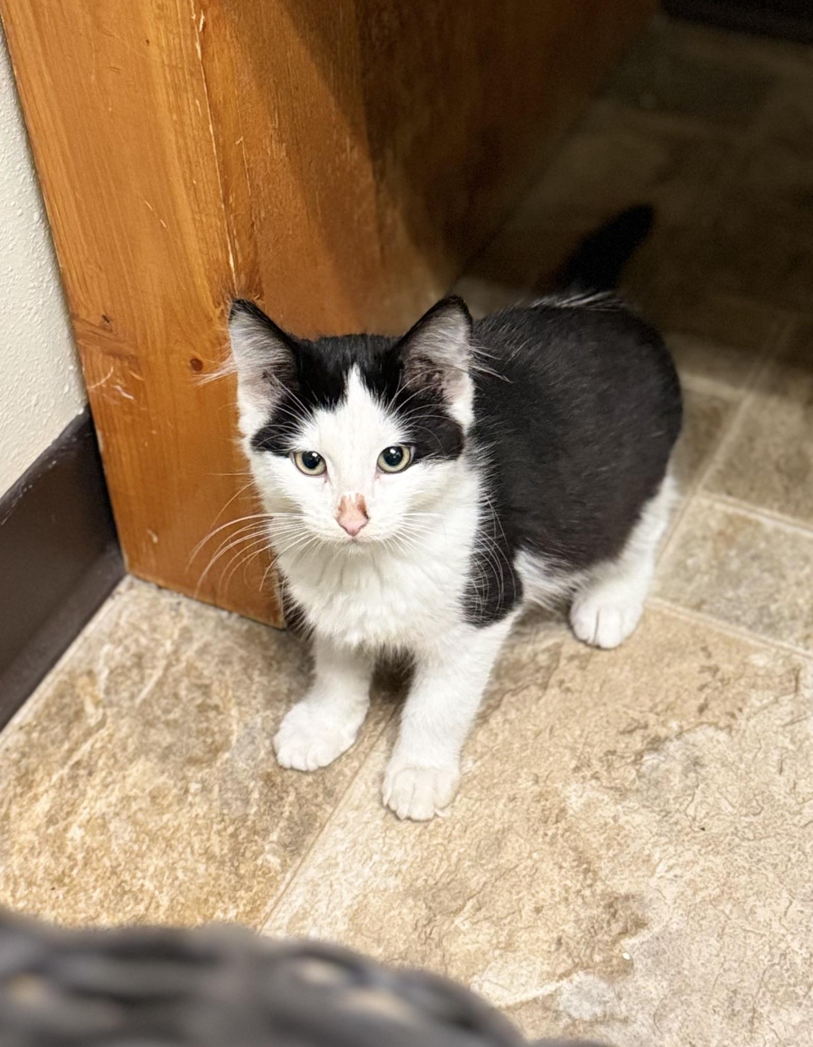 Panini, ADOPTABLE, Kitten Female Domestic Long Hair.