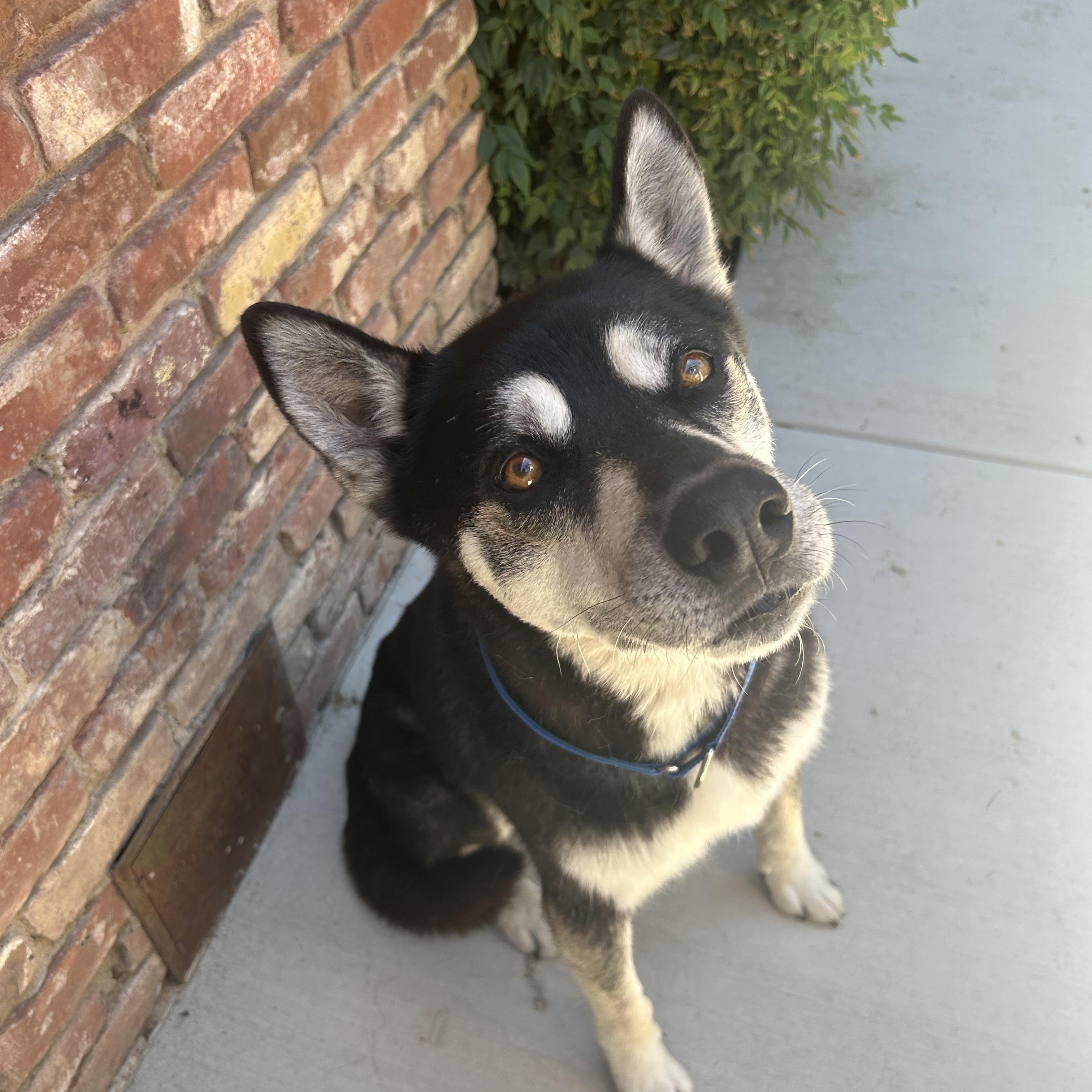 Enlarge Asuma, a Adoptable mixed breed in Tracy, CA image 1/6
