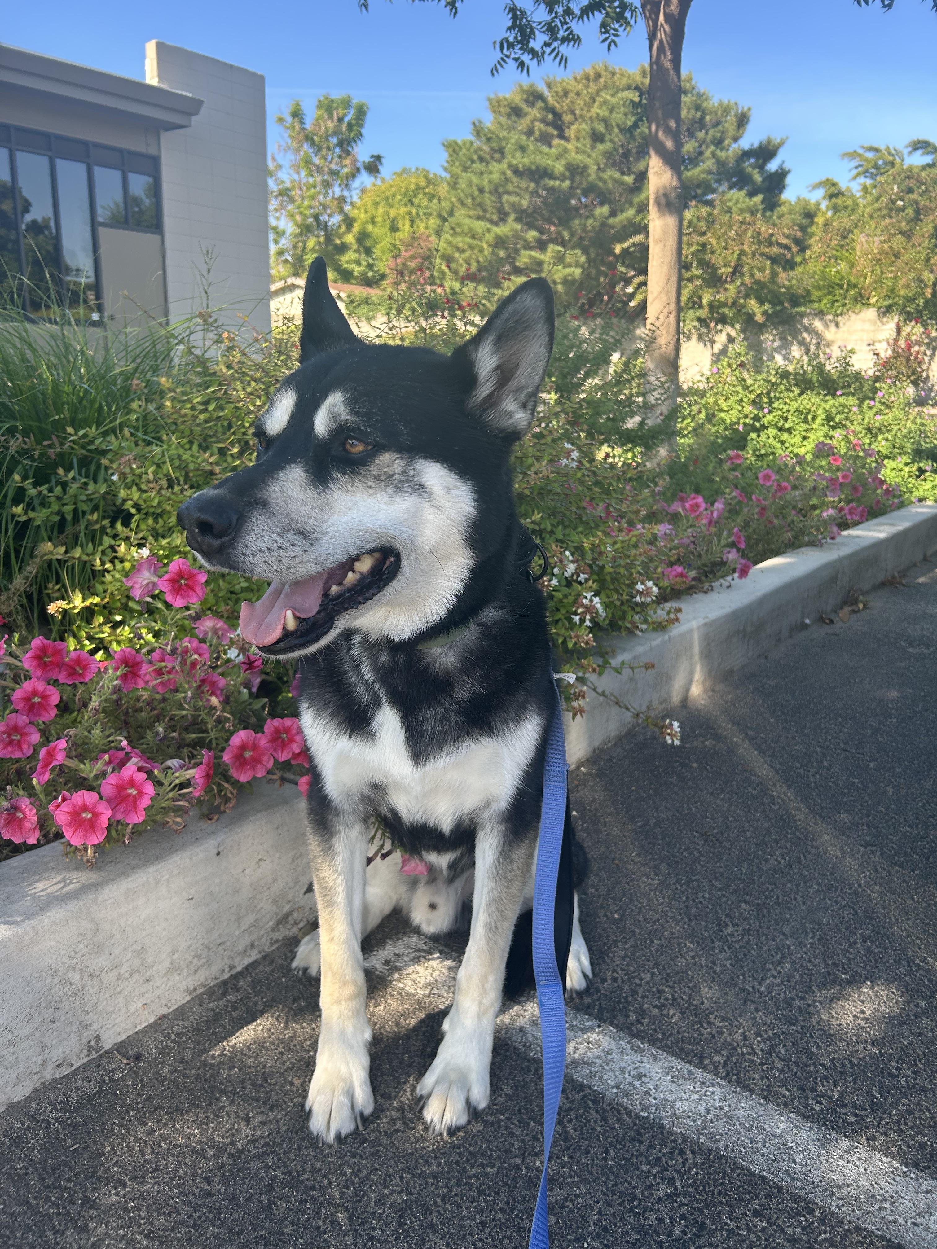Enlarge Asuma, a Adoptable mixed breed in Tracy, CA image 2/6