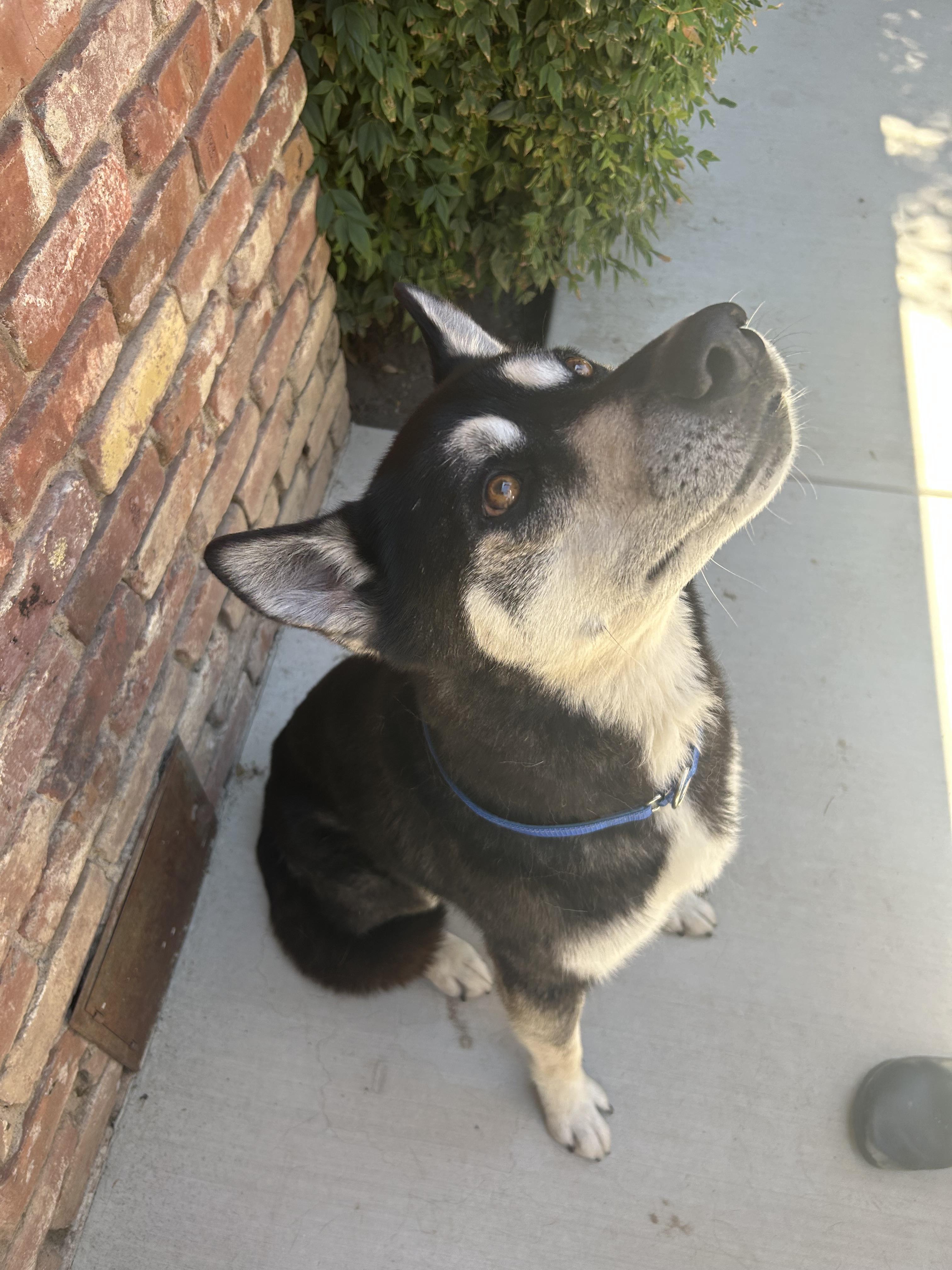 Enlarge Asuma, a Adoptable mixed breed in Tracy, CA image 3/6