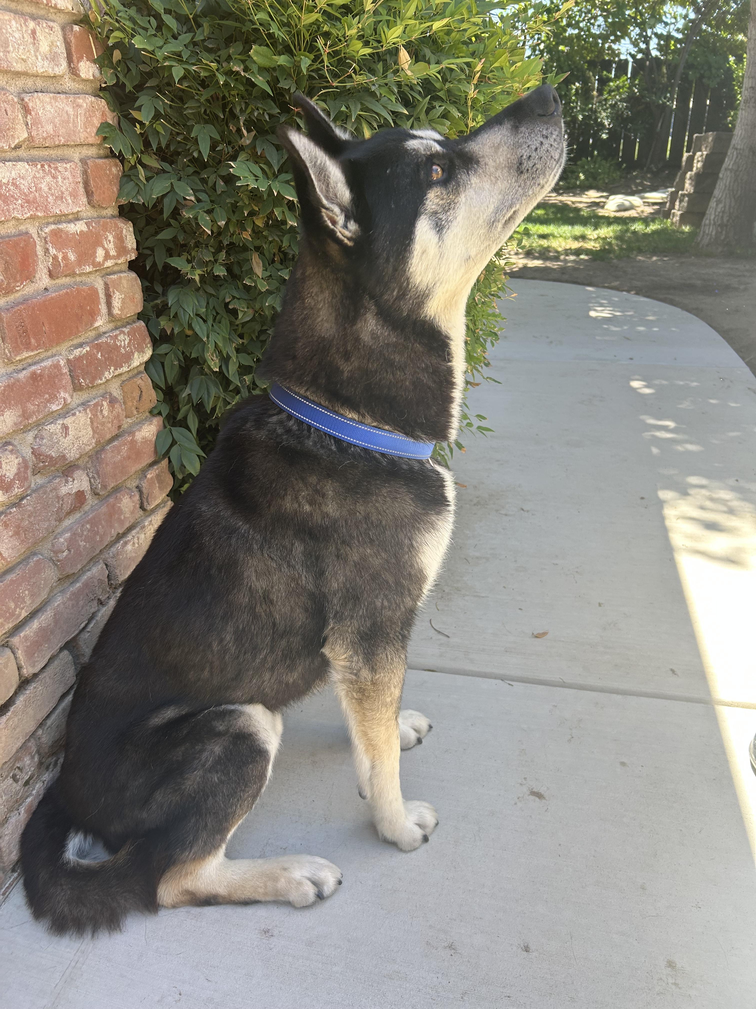 Enlarge Asuma, a Adoptable mixed breed in Tracy, CA image 4/6