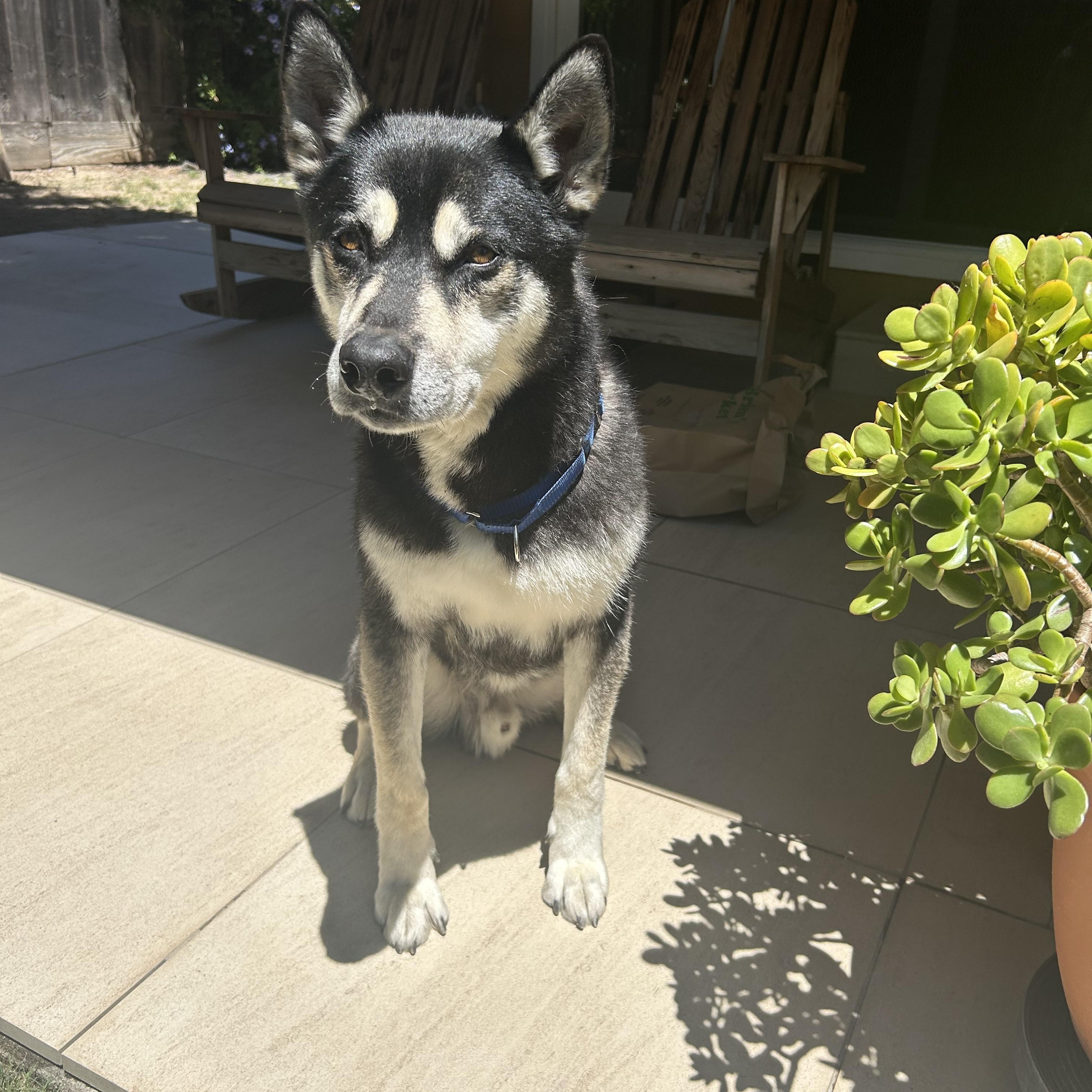 Enlarge Asuma, a Adoptable mixed breed in Tracy, CA image 5/6