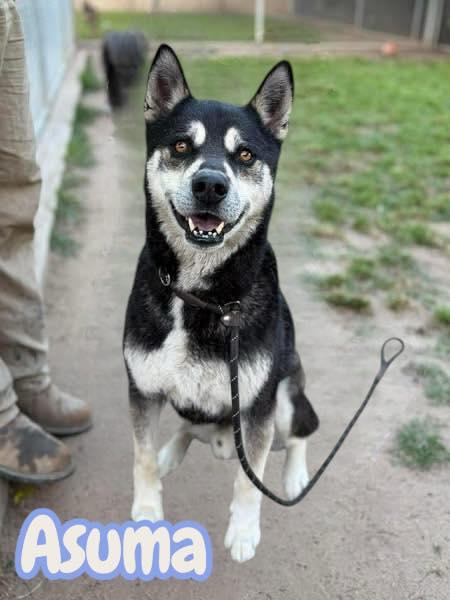 Enlarge Asuma, a Adoptable mixed breed in Tracy, CA image 6/6