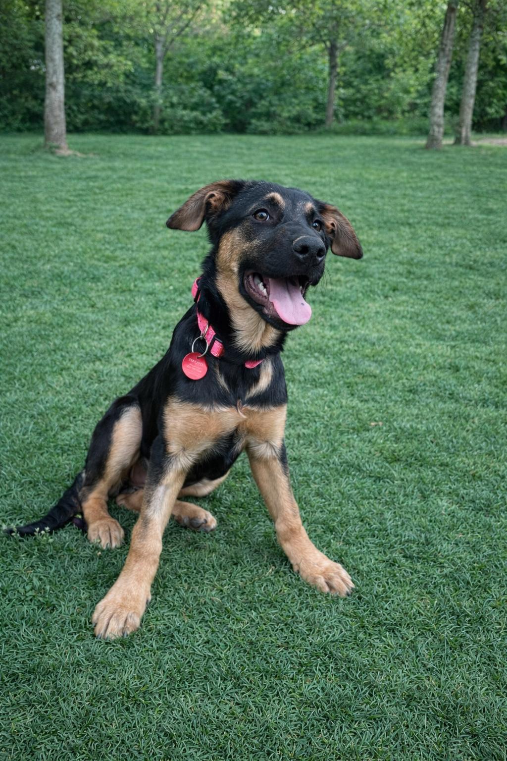 Enlarge Summit, a Adopted mixed breed in Nashville, TN image 2/2