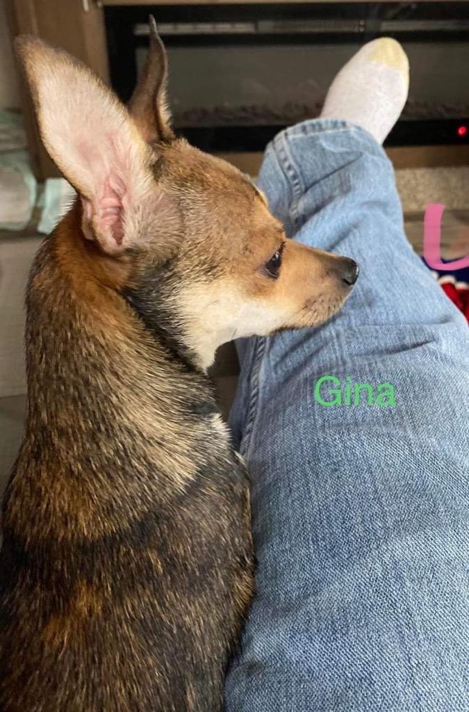 Gina, Adopted, Adult Female Chihuahua.