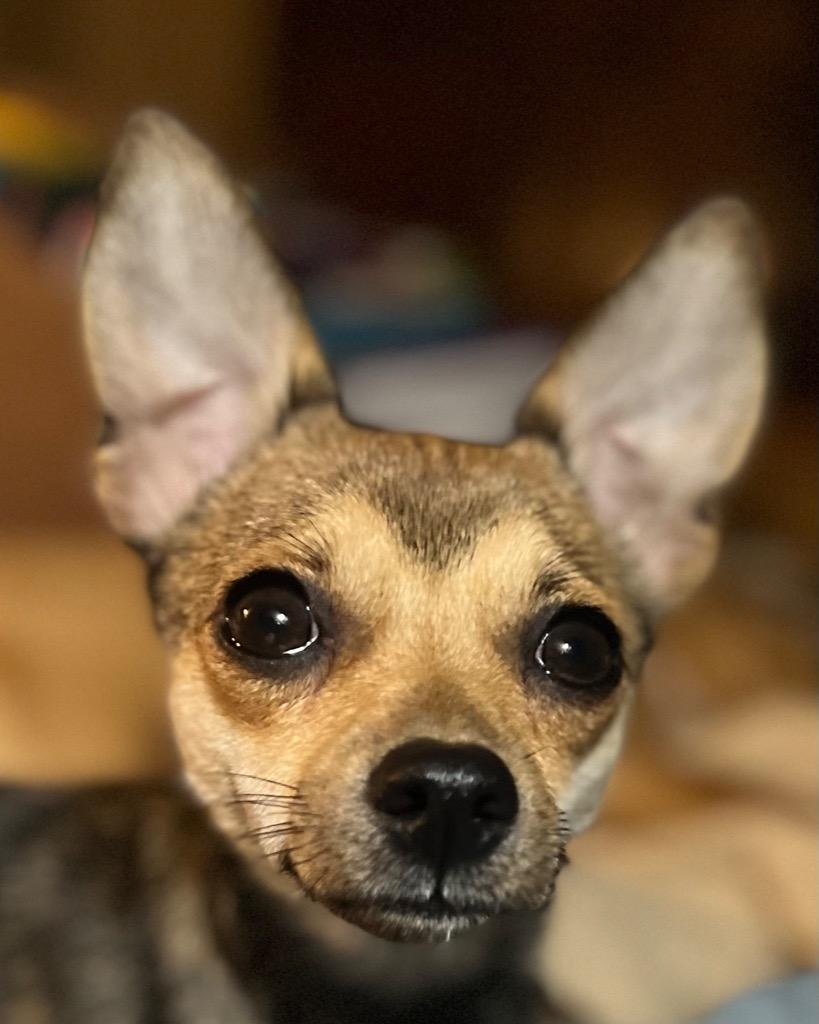 Enlarge Gina, a Adopted Chihuahua in Crossville, TN image 2/6