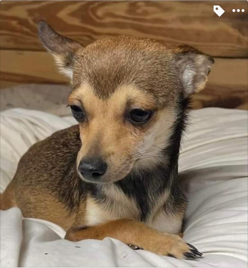 Enlarge Gina, a Adopted Chihuahua in Crossville, TN image 3/6