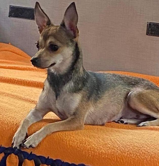 Enlarge Gina, a Adopted Chihuahua in Crossville, TN image 5/6