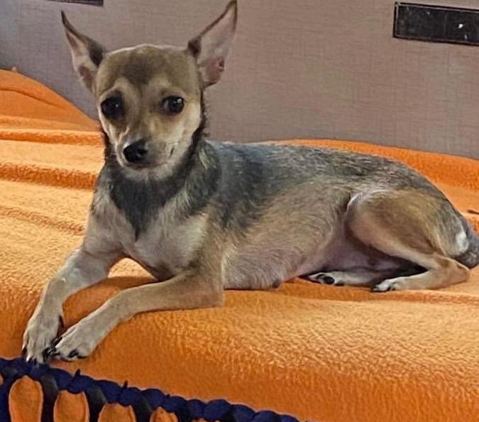 Enlarge Gina, a Adopted Chihuahua in Crossville, TN image 6/6
