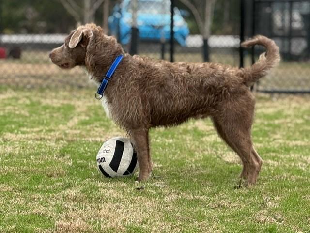 Enlarge PERLMEN, a ADOPTABLE mixed breed in Lynn Haven, FL image 4/4