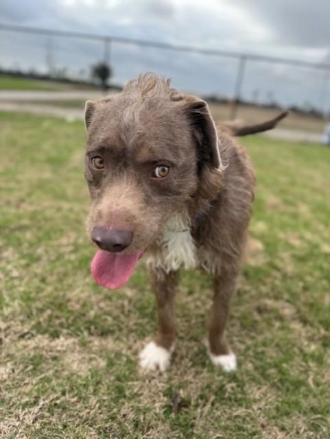 PERLMEN, ADOPTABLE, Young Male German Wirehaired Pointer & Pit Bull Terrier.