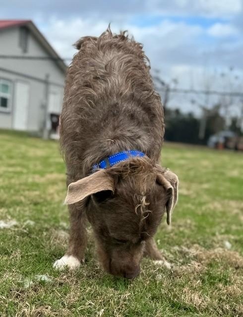 Enlarge PERLMEN, a ADOPTABLE mixed breed in Lynn Haven, FL image 3/4