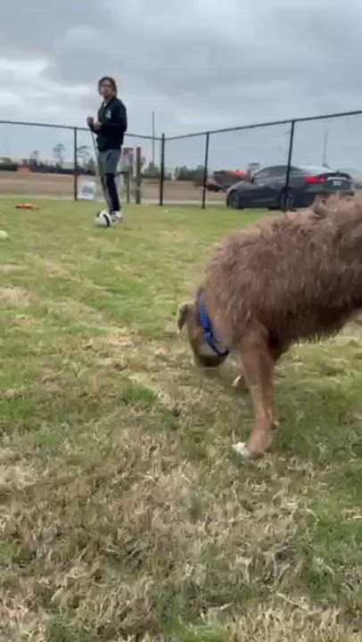 Enlarge PERLMEN, a ADOPTABLE mixed breed in Lynn Haven, FL video 2/4