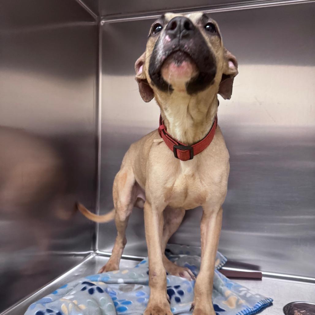 Enlarge Ralphie, a Adoptable Mixed Breed in Winston-Salem, NC image 1/1
