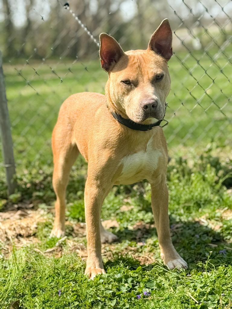 Apollo, a Adoptable Pit Bull Terrier in Russellville, KY image 1/5