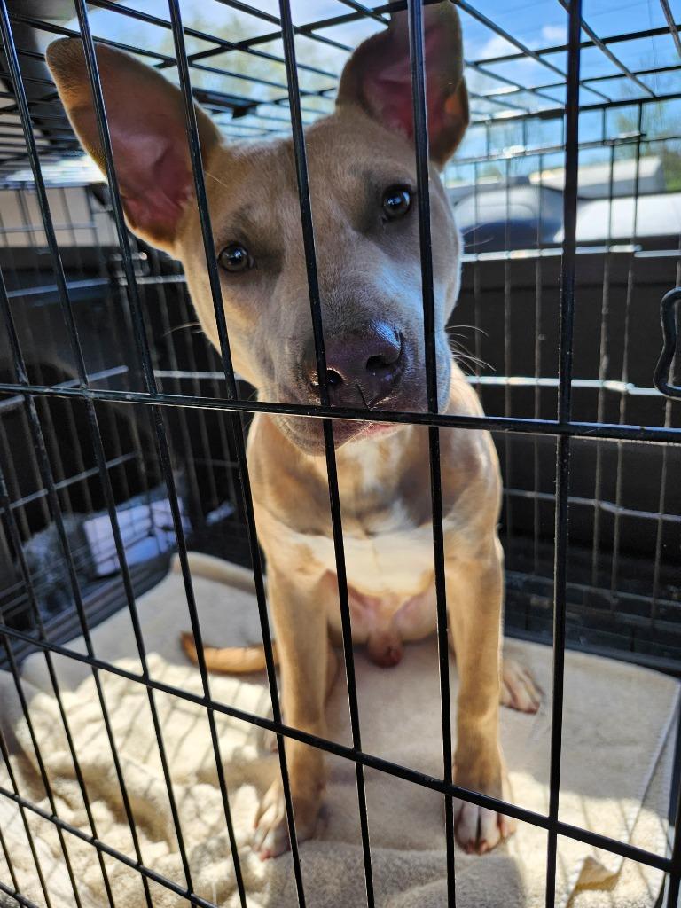 Apollo, a Adoptable Pit Bull Terrier in Russellville, KY image 2/5
