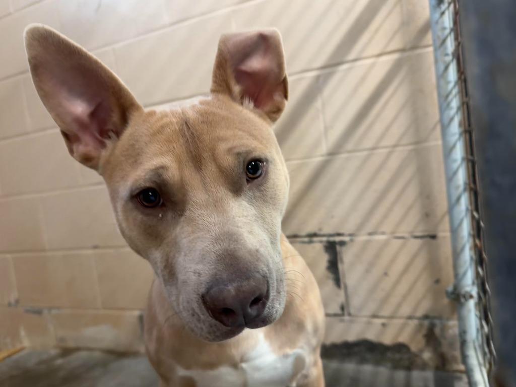 Apollo, a Adoptable Pit Bull Terrier in Russellville, KY image 3/5