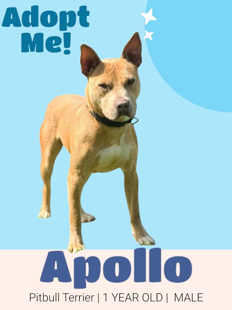 Apollo, a Adoptable Pit Bull Terrier in Russellville, KY image 4/5