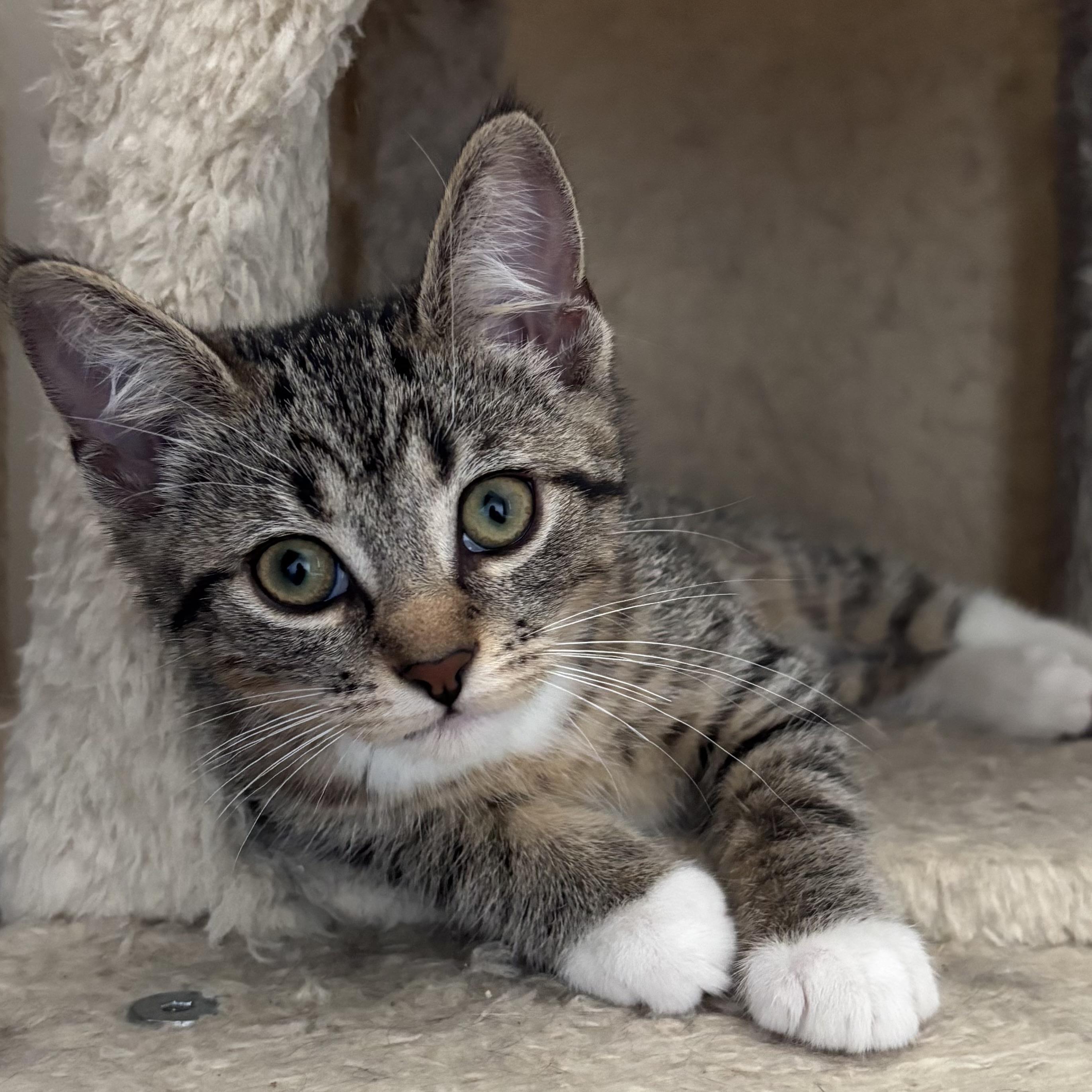 Ellie, Adoptable, Kitten Female Domestic Short Hair.
