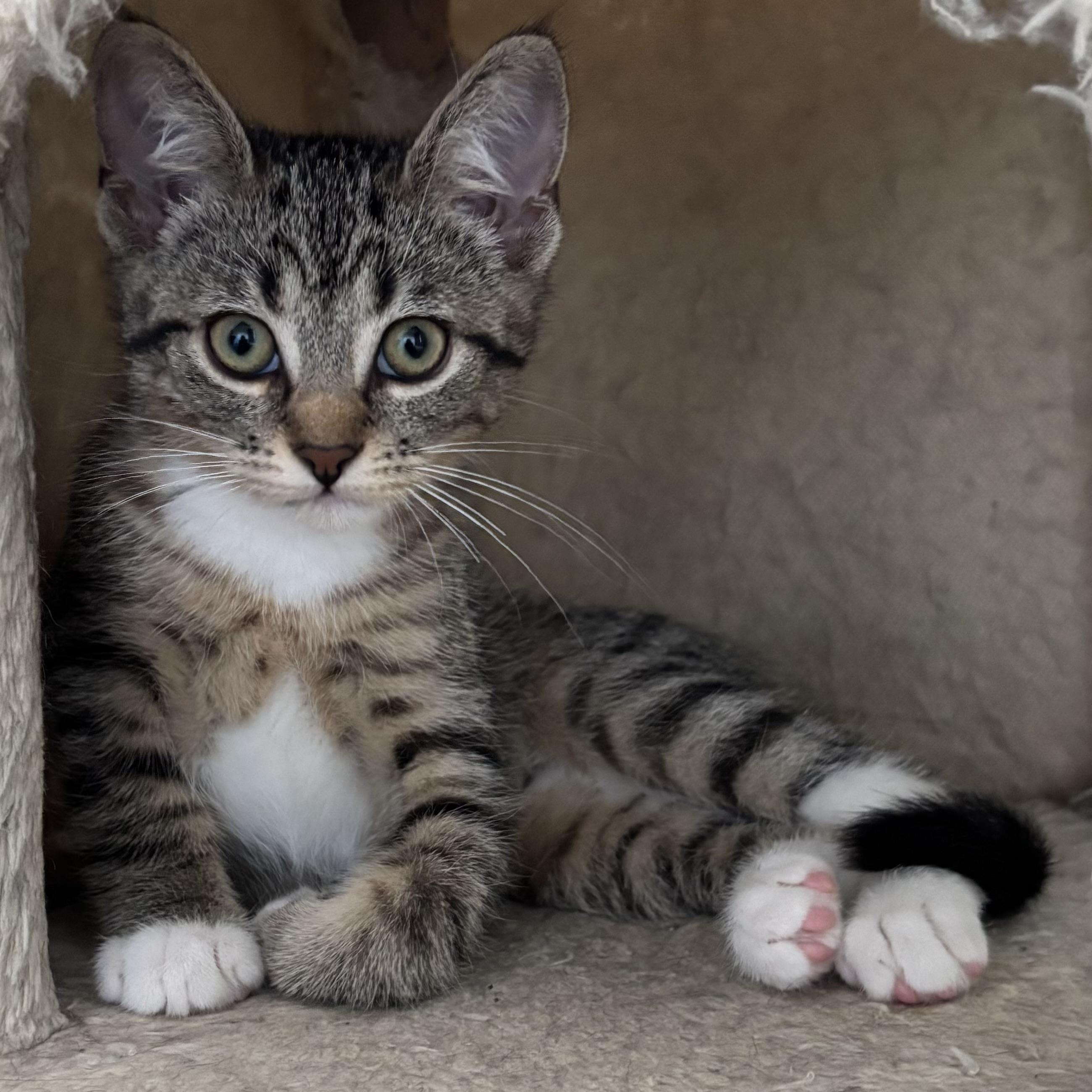 Ellie, a Adoptable Domestic Short Hair in Richmond Hill, ON image 2/4