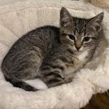 Ellie, a Adoptable Domestic Short Hair in Richmond Hill, ON image 3/4