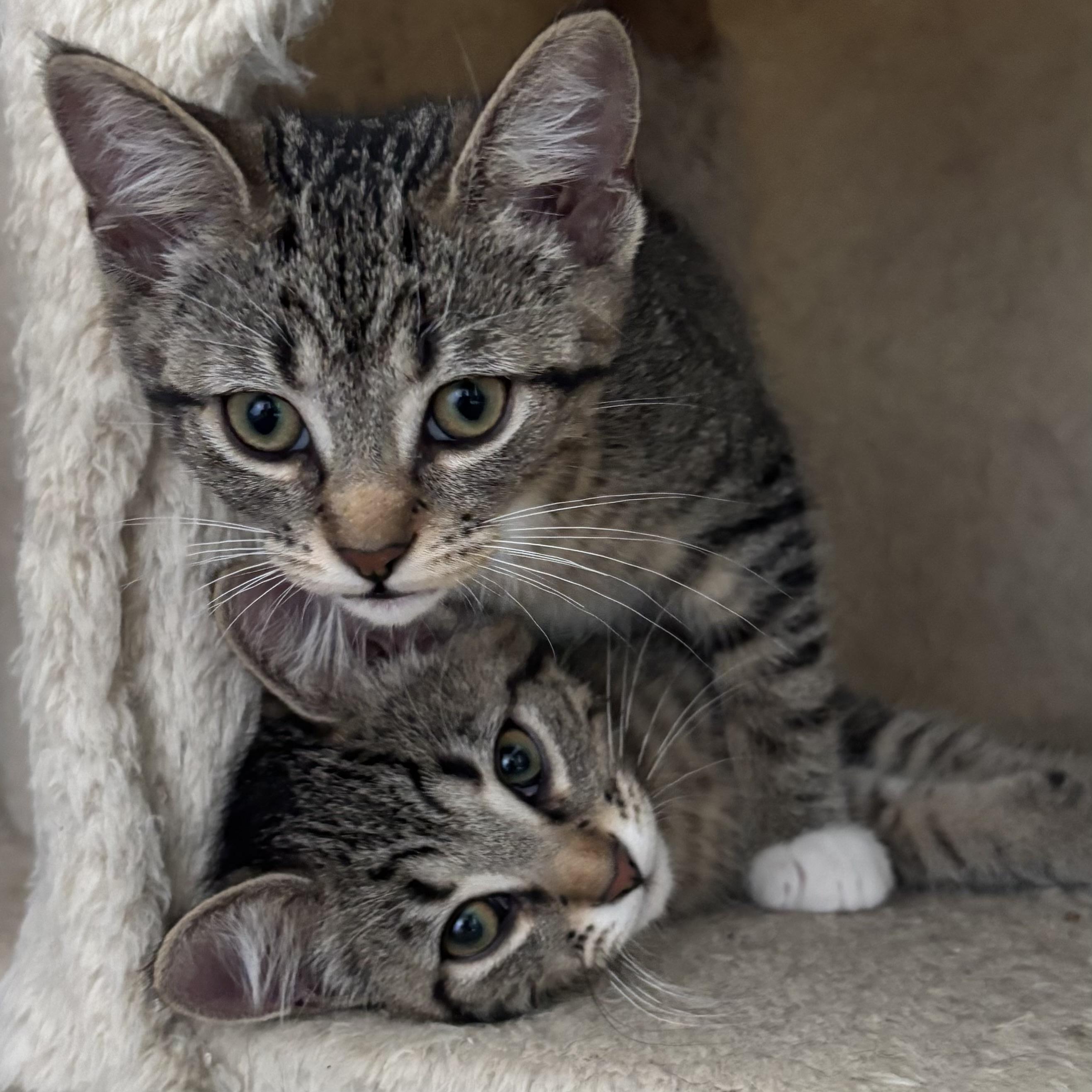 Ellie, a Adoptable Domestic Short Hair in Richmond Hill, ON image 4/4