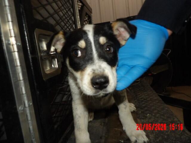 Thelma, Adoptable, Adult Female Mixed Breed.