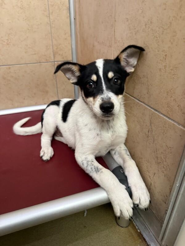 Thelma, a Adoptable Mixed Breed in Hobbs, NM image 2/2