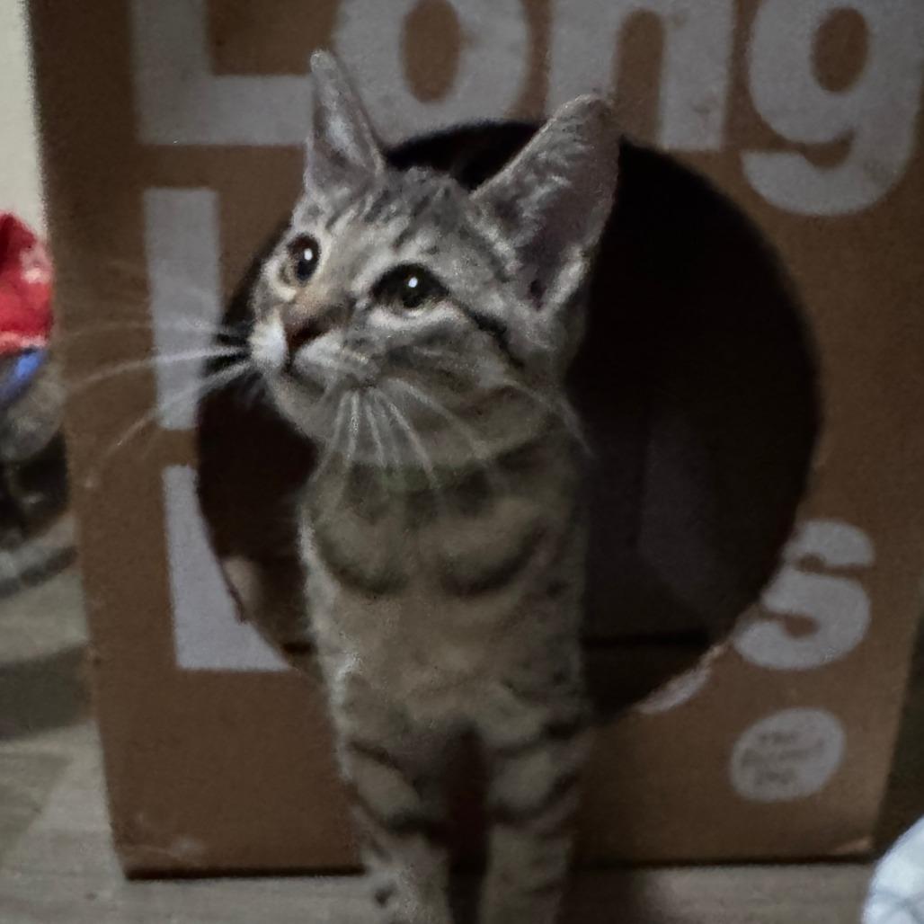 Wisteria, Adoptable, Kitten Female Domestic Short Hair.