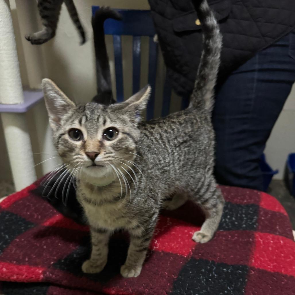Enlarge Wisteria, a Adoptable Domestic Short Hair in Portage, MI image 2/5
