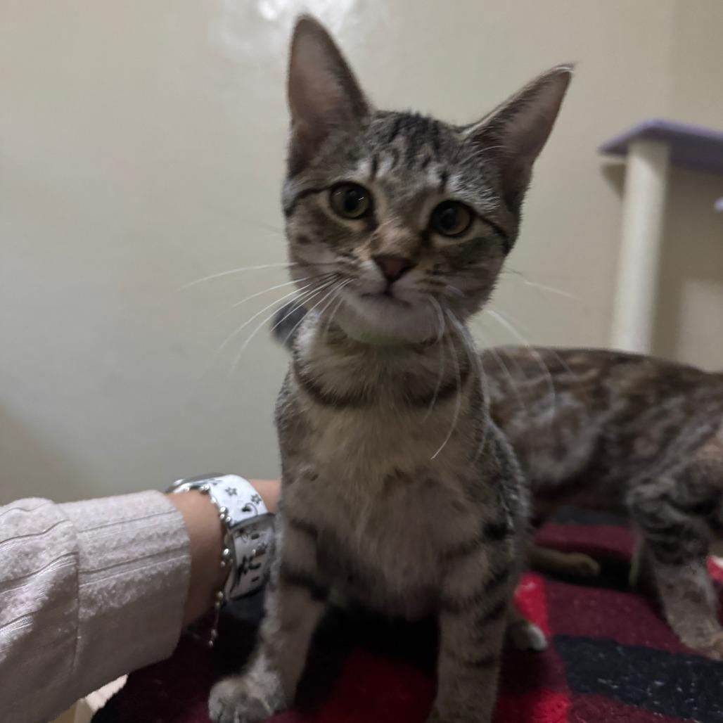 Enlarge Wisteria, a Adoptable Domestic Short Hair in Portage, MI image 3/5