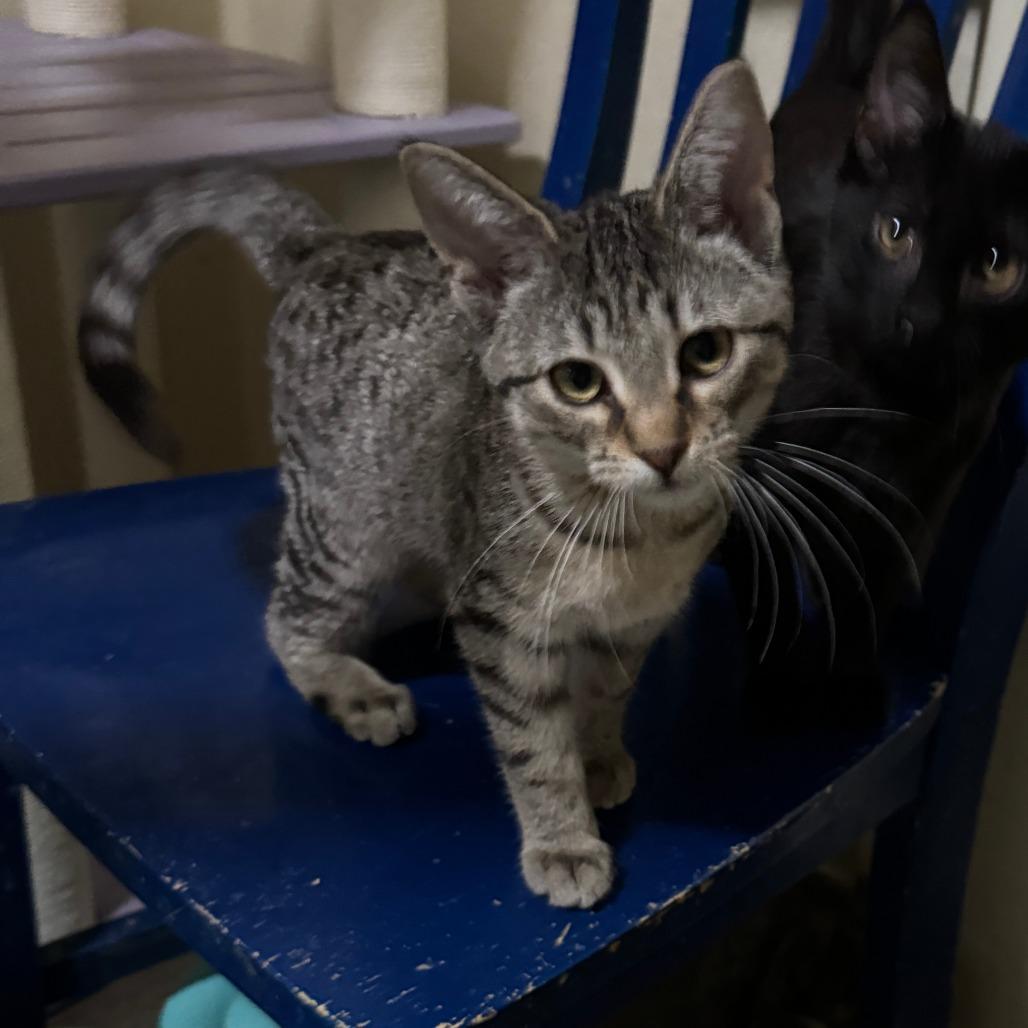 Enlarge Wisteria, a Adoptable Domestic Short Hair in Portage, MI image 4/5