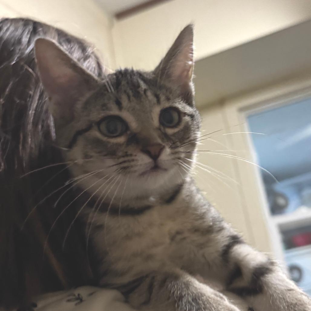 Enlarge Wisteria, a Adoptable Domestic Short Hair in Portage, MI image 5/5