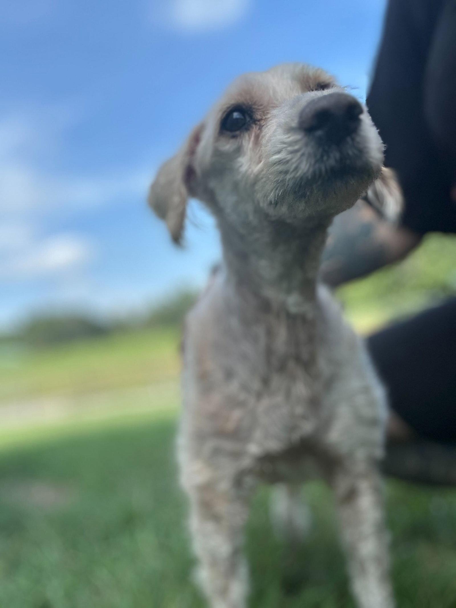Enlarge Spock/Rusty of Chester Jun 25 recheck 5/13, a Adopted Poodle in Pacolet, SC image 1/3