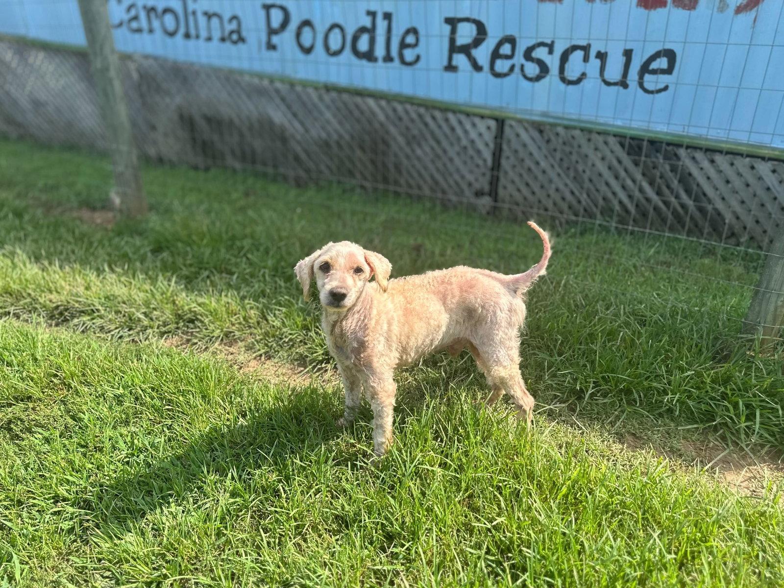 Enlarge Spock/Rusty of Chester Jun 25 recheck 5/13, a Adopted Poodle in Pacolet, SC image 2/3