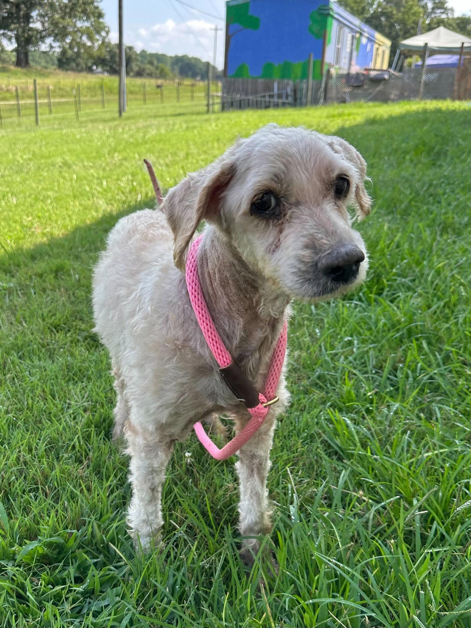 Enlarge Spock/Rusty of Chester Jun 25 recheck 5/13, a Adopted Poodle in Pacolet, SC image 3/3