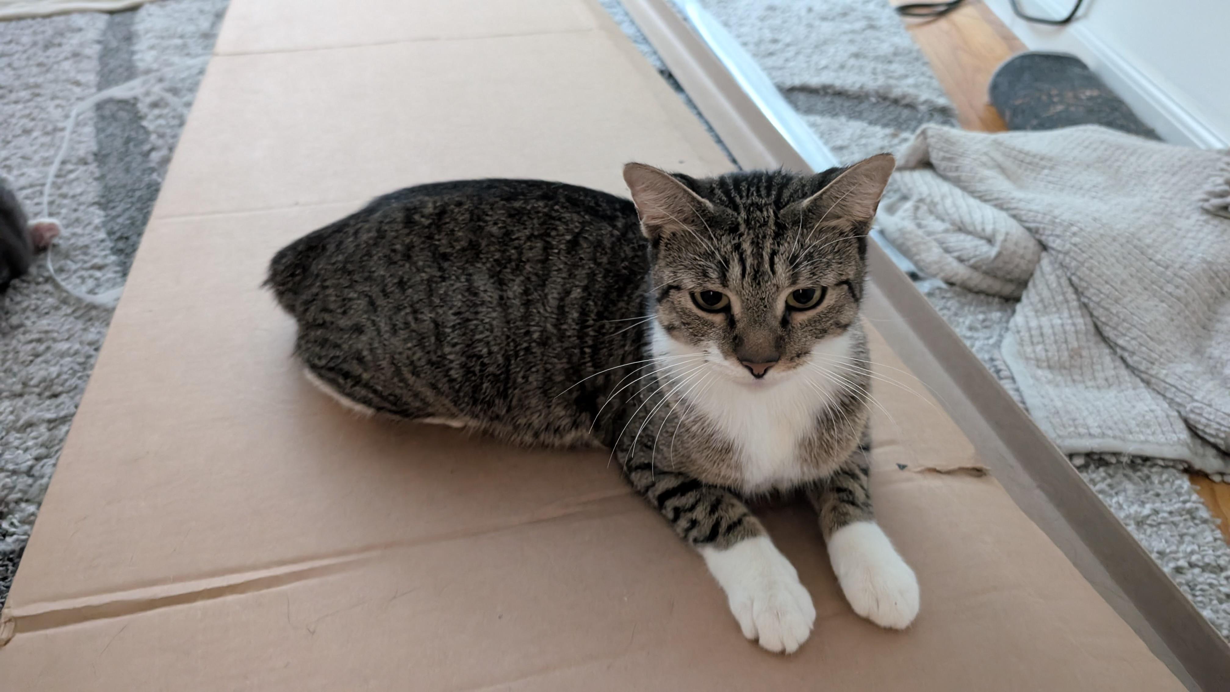 BRONX, Adoptable, Young Female Tabby & Tuxedo.