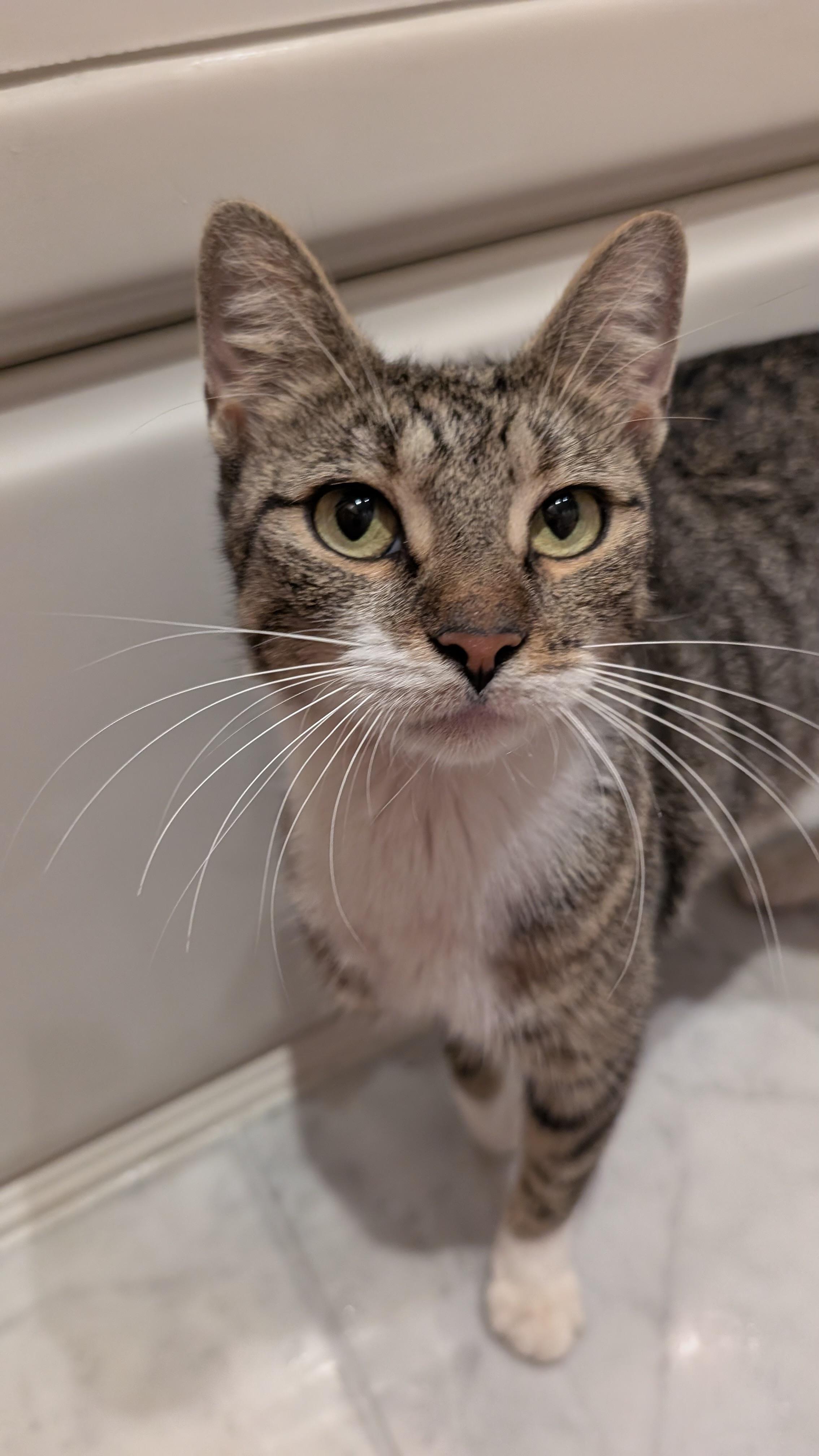 Enlarge BRONX, a Adoptable mixed breed in Churchville, PA image 2/3