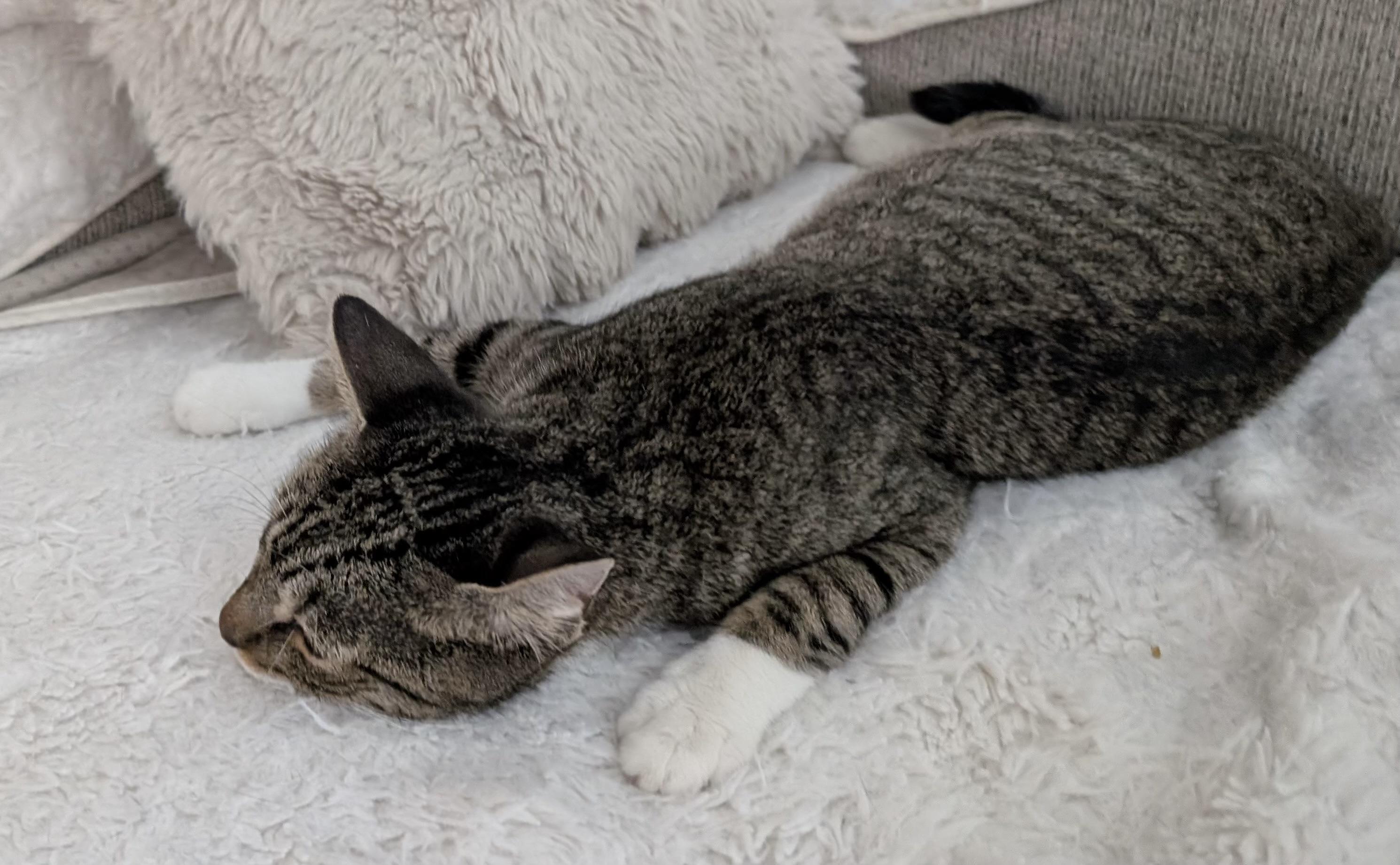 Enlarge BRONX, a Adoptable mixed breed in Churchville, PA image 3/3