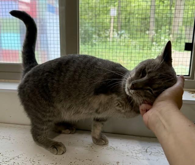 Enlarge Zena, a ADOPTABLE Domestic Short Hair in Ashland, OH image 2/6